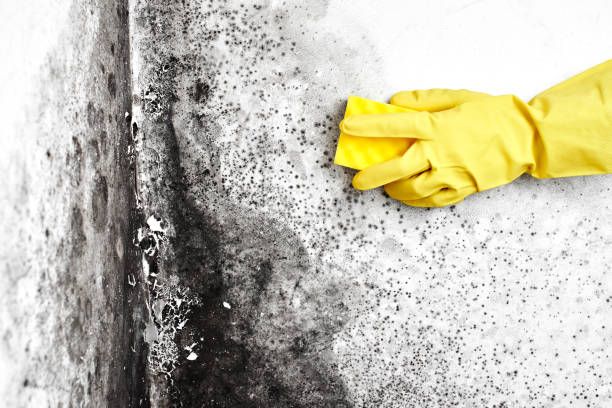 Environmental Consulting for Mold Prevention in Kaukauna, WI